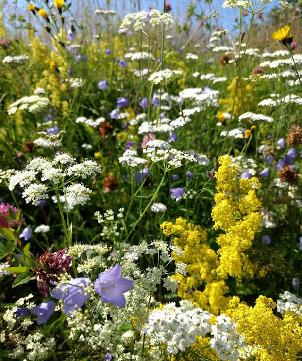 Rester av blomstereng på St. Hanshaugen 