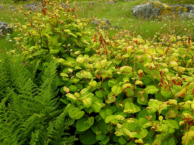 Slirekne, planten spres når den kveler andre arter.