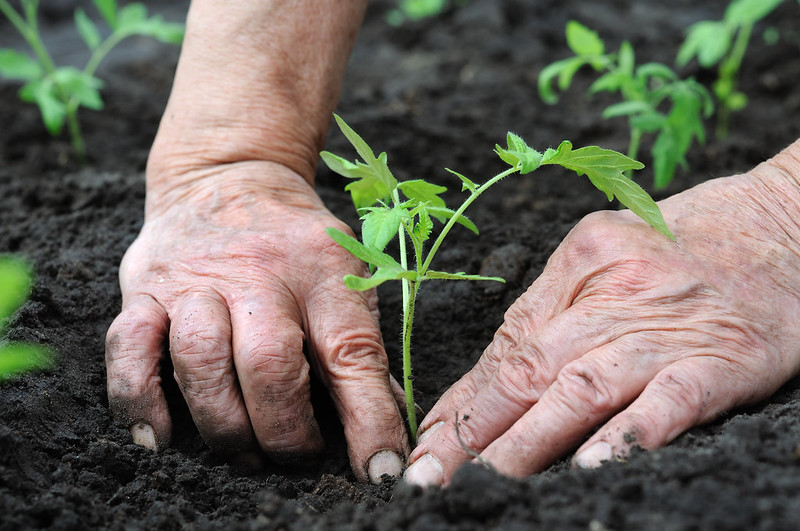 Dyrking. Foto: Shutterstock