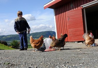 Mating av høner på tunet