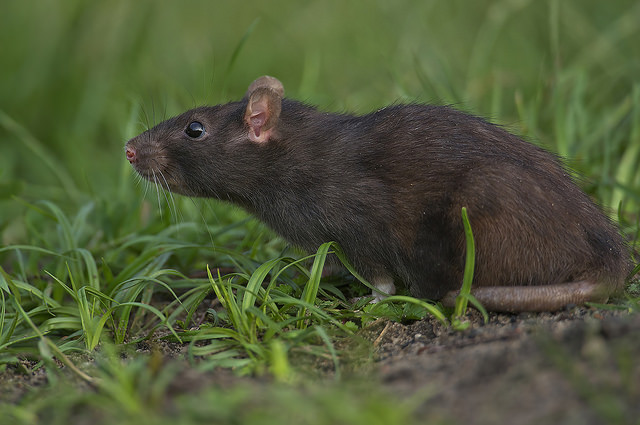 Rotte Foto: Shutterstock