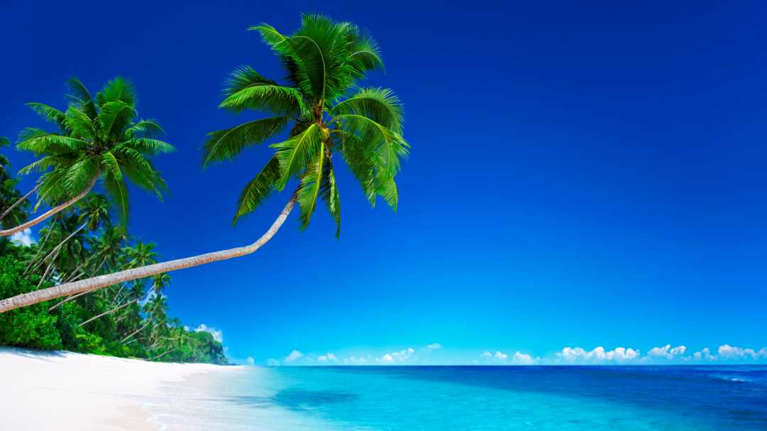 Illustrasjonsbilde av strand med palme